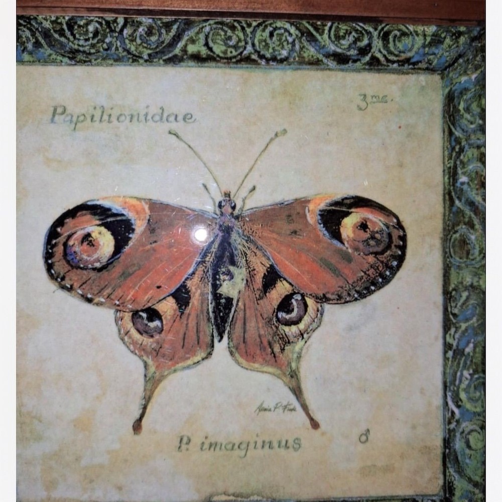Vintage Papilionidae Butterfly Wall Art by Arnie‎ Fisk - Framed